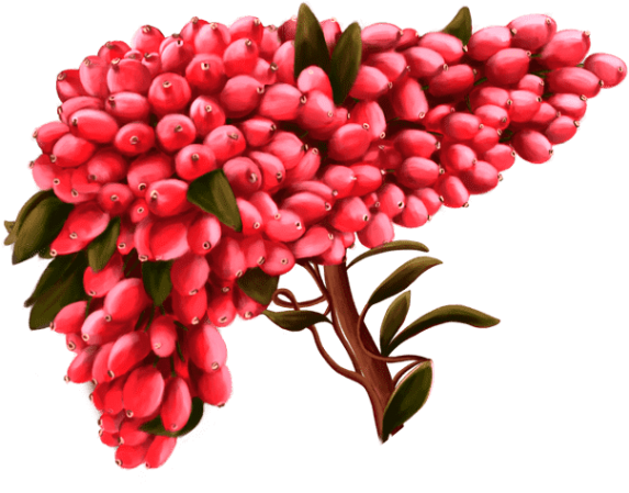 خواص زرشک در طب سنتی