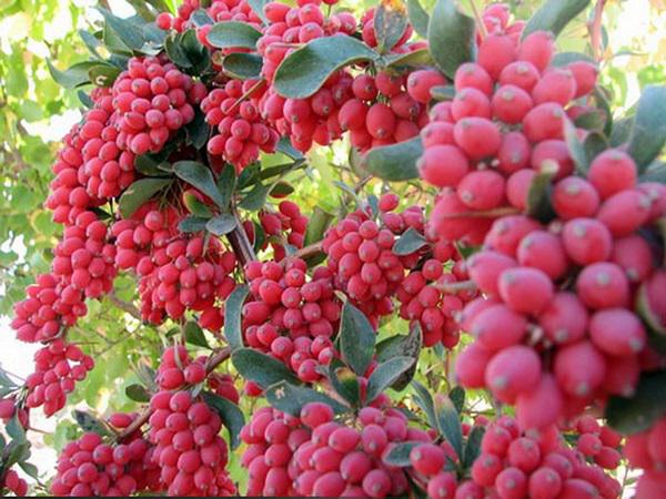 آشنایی با خواص درمانی زرشک