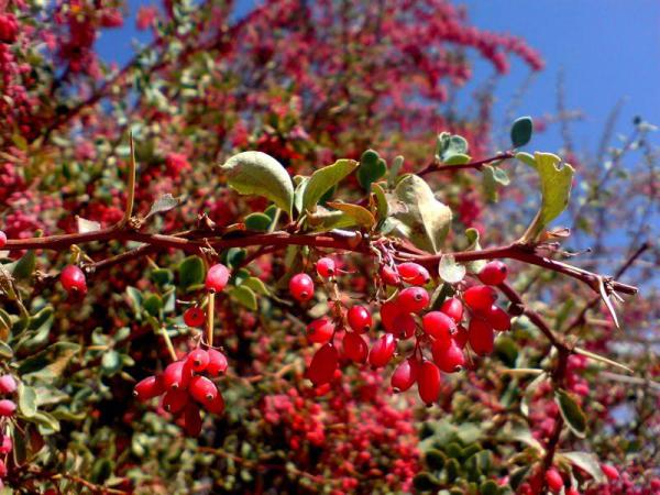 خواص زرشک برای لاغری