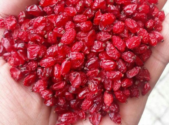 پخش انواع زرشک پفکی ارگانیک صادراتی