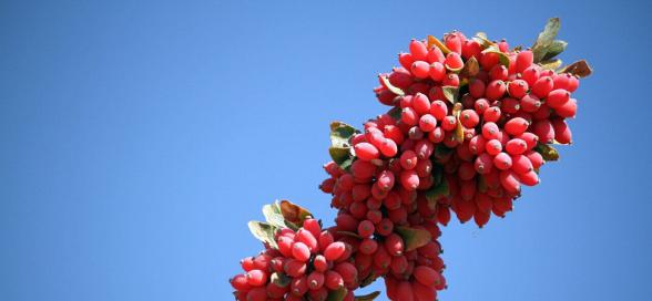 بررسی خواص زرشک برای قلب