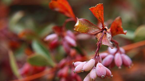 بازار فروش زرشک پفکی درجه یک مشهد