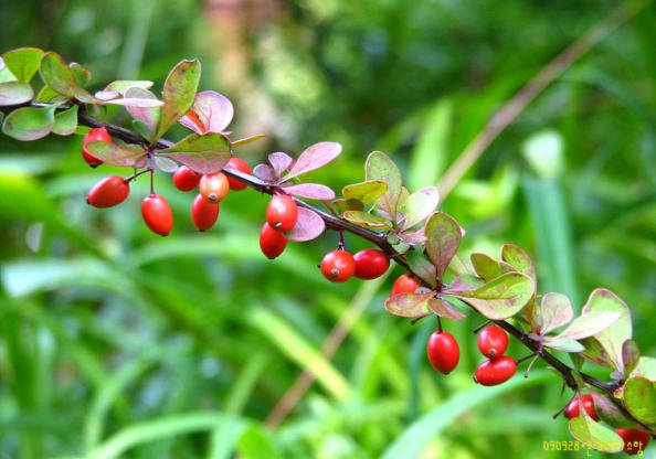 کدام کشور ها مشتری زرشک ایران هستند؟