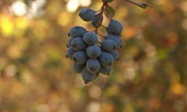 آشنایی با نحوه کشت زرشک ارگانیک