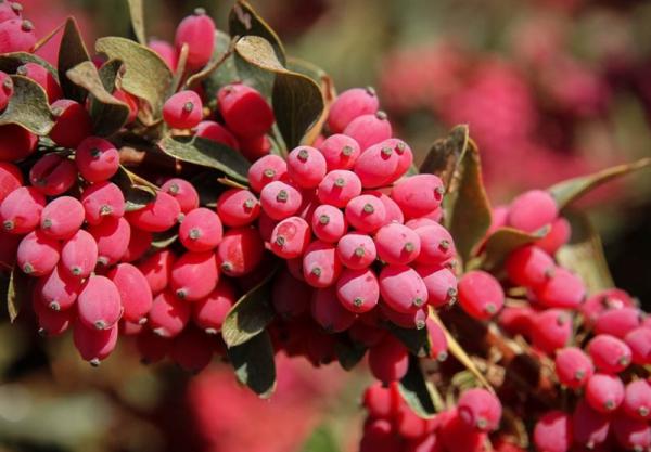 فروش زرشک پفکی درجه یک کیلویی