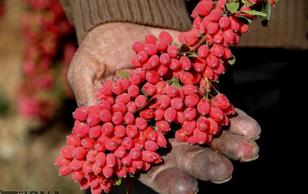 معرفی خواص بی نظیر زرشک