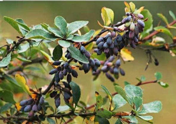 صادرات زرشک پفکی ارگانیک قائنات