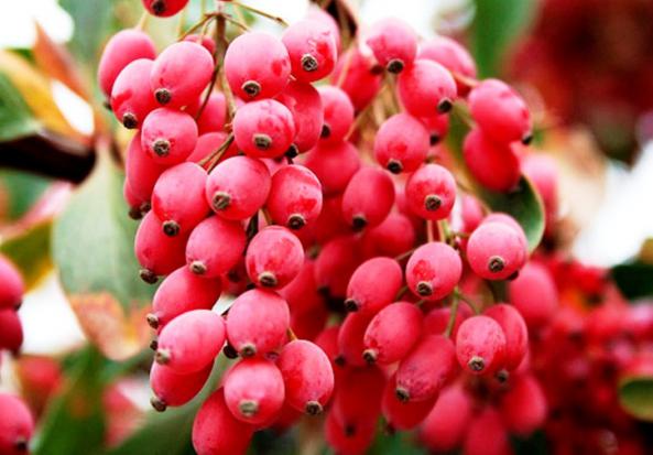 آشنایی با مرکز تولید زرشک در ایران