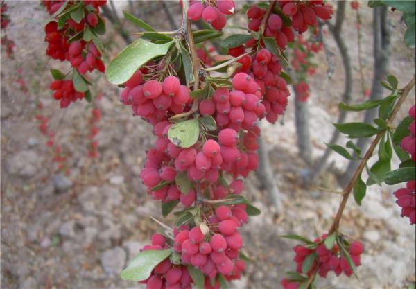 از خواص زرشک کوهی بیشتر بدانید