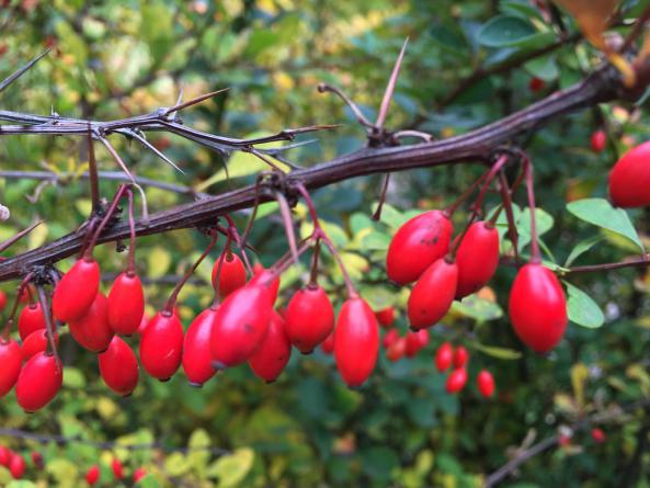 فواید فوق العاده گیاه زرشک