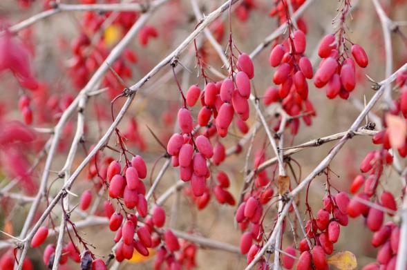 خرید زرشک دیم بسته بندی در قزوین