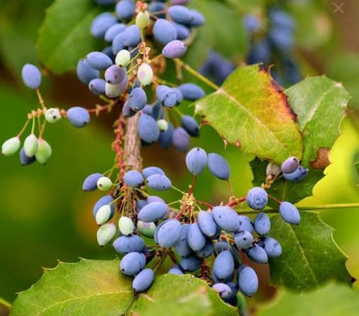 خواص زرشک کوهی در طب سنتی