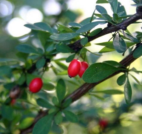 خواص زرشک برای بدن چیست؟