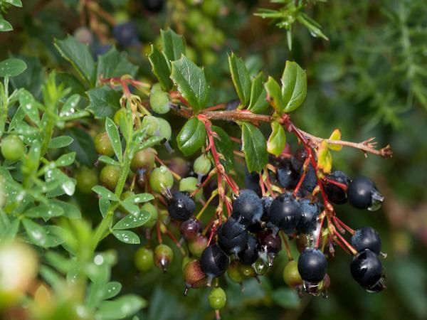 زرشک کوهی چه فوایدی دارد؟