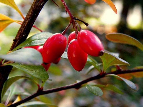 فروشگاه انواع زرشک وحشی شیرین شمالی