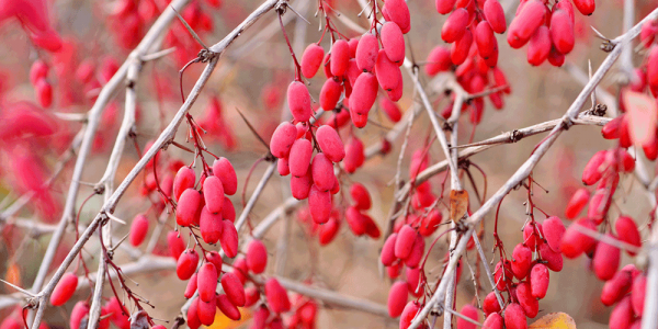 مرکز فروش زرشک دیم در بیرجند