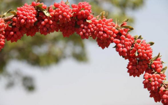 بهترین مناطق کشت زرشک در ایران